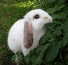 Rabbit Transform GIF
