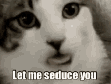 Cat You GIF - Cat You Yes GIFs