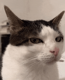 a close up of a cat 's face with a serious look on his face