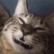 Funny Animals Cat GIF - Funny Animals Cat Sleepy GIFs