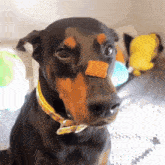 a black and brown dog with a yellow collar has a piece of food on its nose