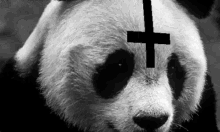 a panda bear with a cross on its forehead in a black and white photo .