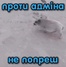 a picture of a pig and a dog with the words " proti admina he nonpew " on the bottom