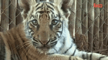 tiger cub attention cute
