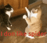 My Cats Reaction When He Sees A Spider GIF - My Cats Reaction When He Sees A Spider GIFs