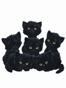Ena Paakura Black Cats GIF - Ena Paakura Black Cats Kitten GIFs