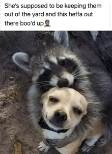 a picture of a raccoon and a dog with the caption she 's supposed to be keeping them out