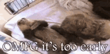 a couple of cats laying on top of a bed with the words omfg it 's too early written above them .