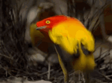 Bird Dancing GIF - Bird Dancing GIFs