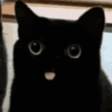 Blep Cat GIF - Blep Cat Stare GIFs