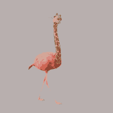Flamingo Giraffe GIF - Flamingo Giraffe Losinj69 GIFs