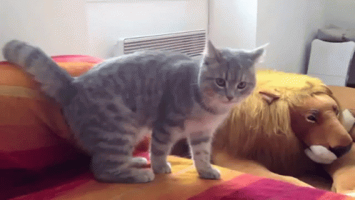 Tuck And Roll GIF - Cat Fall Fail GIFs