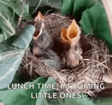 lunch time baby birds chirping im coming little ones
