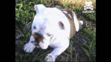 Baby Bulldog Plays With Butterfly GIF - Bulldog Puppy Dog GIFs