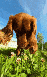 a brown dog is standing in the grass looking at something