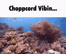 Choppcord Cord GIF - Choppcord Cord Cord Peace GIFs