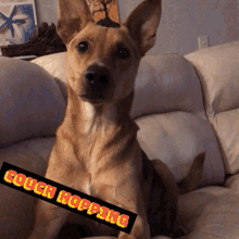 Cute Dogs GIF - Cute Dogs Couch GIFs