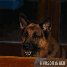 Barking Rex GIF