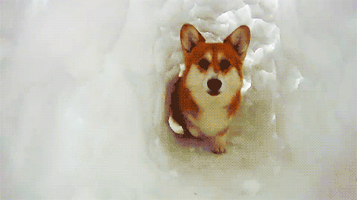 Dog-on-ice GIFs - Get the best GIF on GIPHY