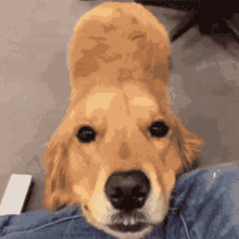 A Dog Blush GIF - A Dog Blush GIFs