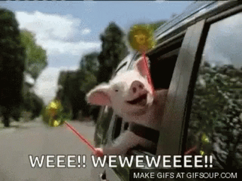 So Excited Pig GIF - So Excited Pig Celebrate GIFs
