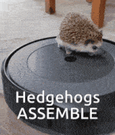 a hedgehog is sitting on top of a vacuum cleaner with the words hedgehogs assemble below it