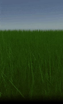 a lush green field of grass with a blue sky in the background