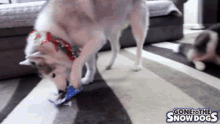 Gone To The Snow Dogs Gttsd GIF - Gone To The Snow Dogs Gttsd Snow Dogs GIFs