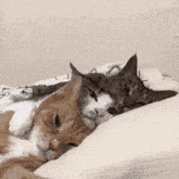 Cat Cat Cuddle GIF - Cat Cat Cuddle Cat Sleep GIFs