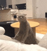 Dumb-faced Cat Cat Reaction To Smell Foot GIF - Dumb-faced Cat Cat Reaction To Smell Foot GIFs