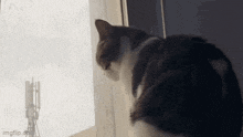 Depression Cat GIF - Depression Cat Depression Cat GIFs