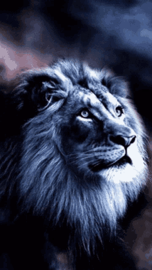Lion Look Up GIF