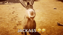 Donkey Jackass GIF - Donkey Jackass Smile GIFs