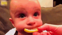 Baby Lemon Slice GIF