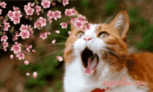 Funny Animals Spring Flowers GIF