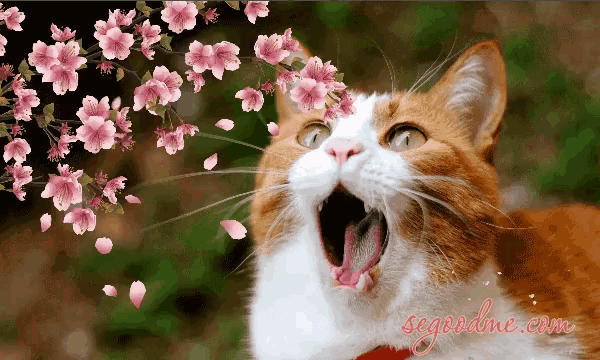 Funny Animals Spring Flowers GIF - Funny Animals Spring Flowers Cats -  Discover & Share GIFs