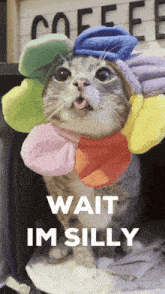 a cat wearing a flower hat with the words wait im silly on the bottom