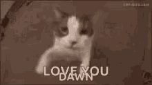 Cat Hug GIF - Cat Hug Love You GIFs