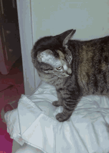 Punchsteve Punchjared GIF - Punchsteve Punchjared Cat GIFs