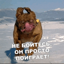 a dog with its tongue out is running in the snow with mountains in the background and a caption in russian