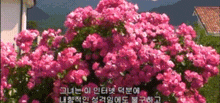 a bunch of pink flowers are growing on a bush in front of a building .