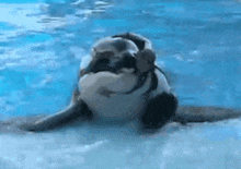 a killer whale is swimming in a pool with a baby whale in its mouth .