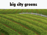 Big City Greens Tegridy Farms GIF - Big City Greens Tegridy Farms South Park GIFs