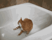 Orange Cat Silly Cat GIF