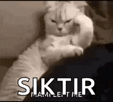 a white cat is sitting on a person 's lap and looking at the camera .