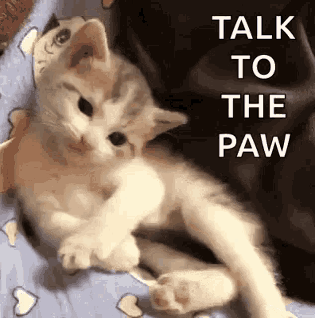Sassy Funny GIF - Sassy Funny Cat - Discover & Share GIFs