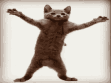 Happy Dance GIF - Happy Dance Cat GIFs