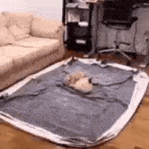 Cat Spin GIF - Cat Spin Bed GIFs