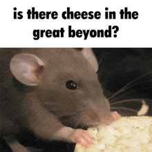 Will Wood Will Wood And The Tapeworms GIF - Will Wood Will Wood And The Tapeworms Is There Cheese In The Great Beyond GIFs