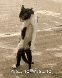 dancing cat work or not work go or not go